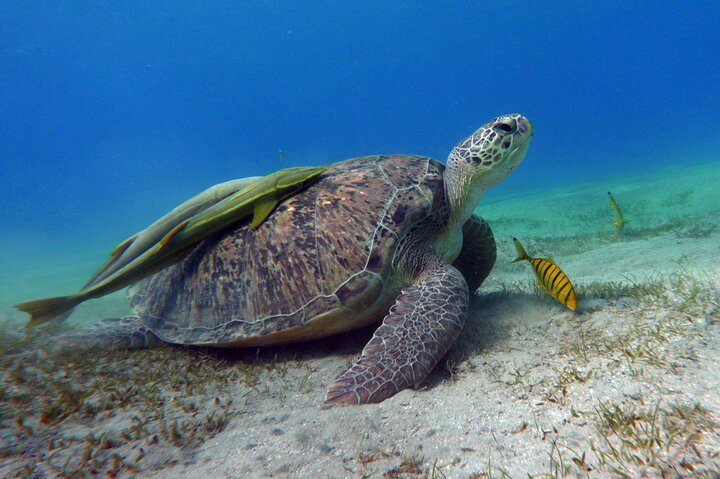 Abu Dabbab Turtle Beach