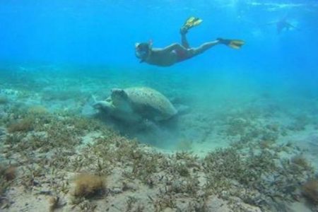 Abu Dabbab Turtle Beach