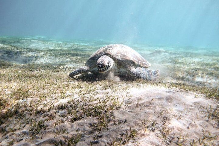 Abu Dabbab Turtle Beach