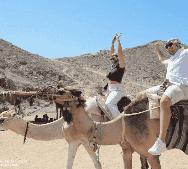 3 Hours Makadi Bay Safari