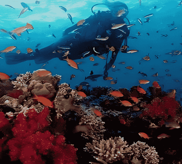 Diving