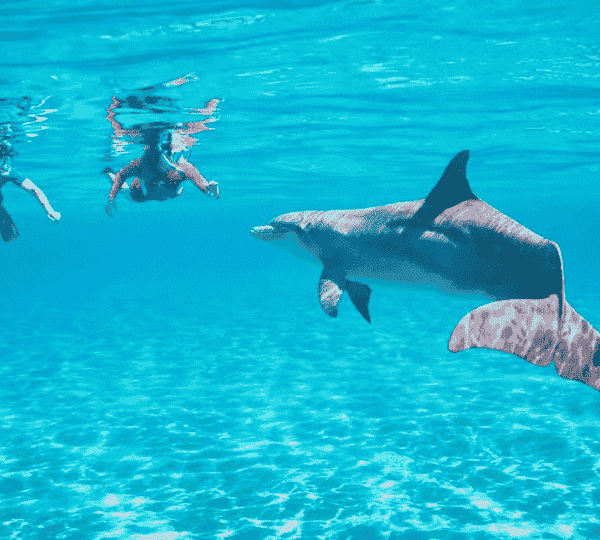 Dolphin House