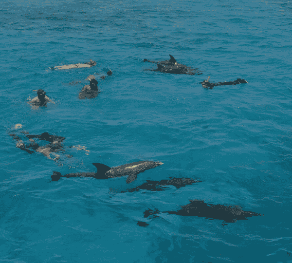 Dolphin House