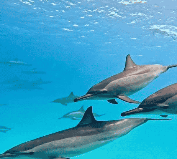 Dolphin House