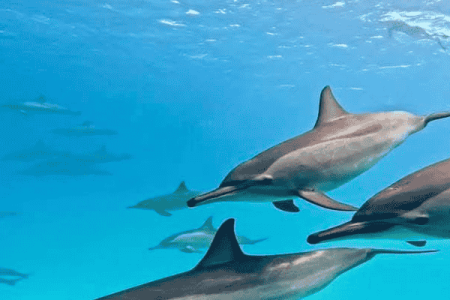 Dolphin House