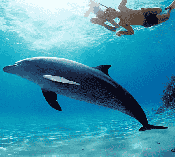 Dolphin House