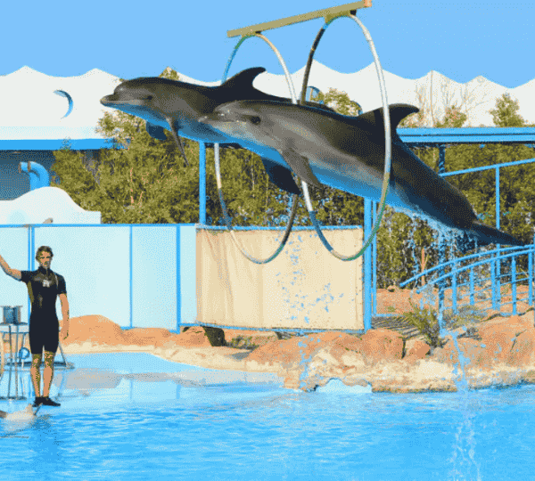 Dolphin Show