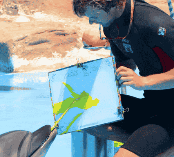 Dolphin Show
