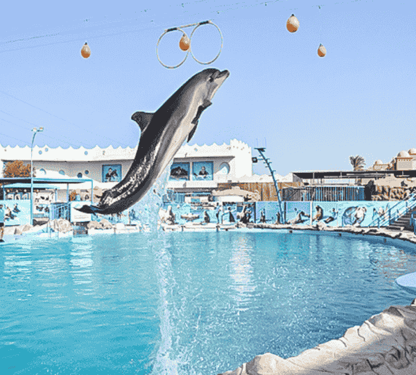 Dolphin Show