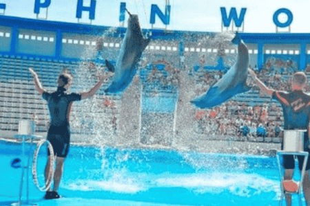 Dolphin show