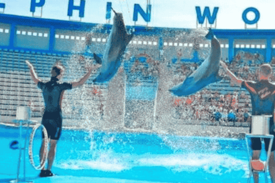 Dolphin show