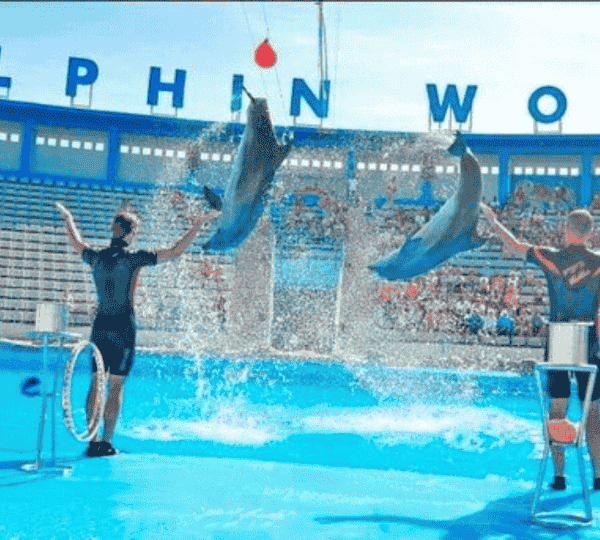 Dolphin Show