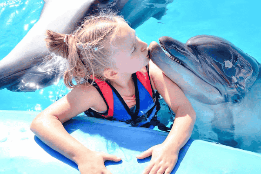 Photo session with dolphins