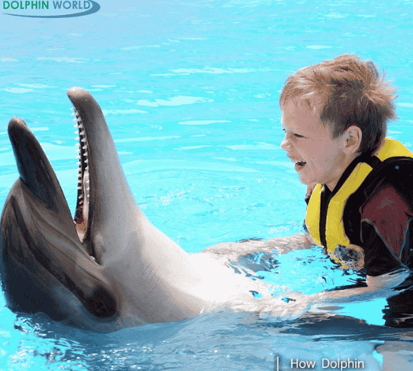 Swimming with Dolphins