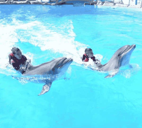 Swimming with Dolphins