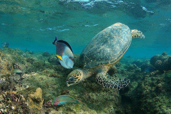 Abu Dabbab Turtle Beach